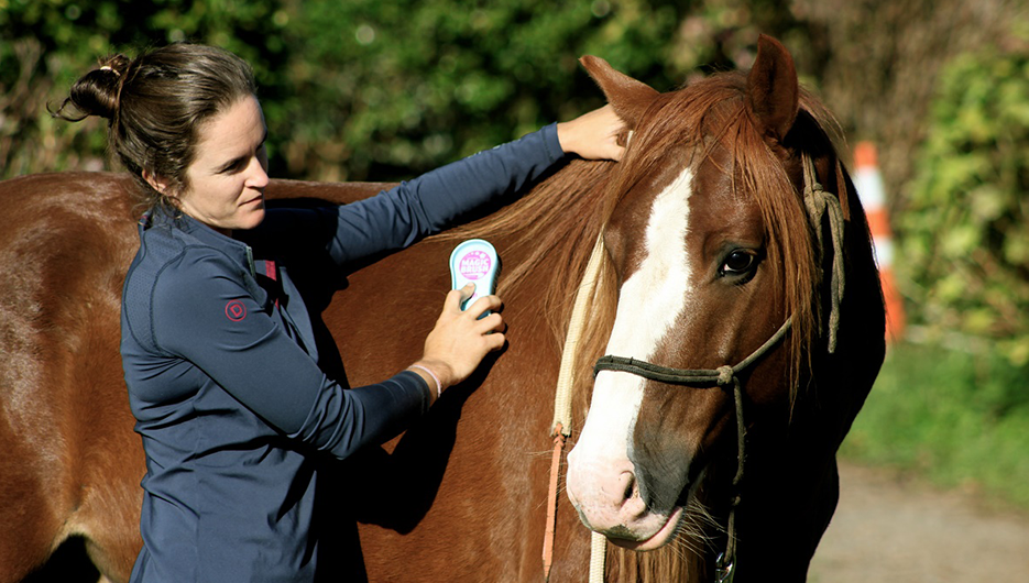 woman brushing a horse