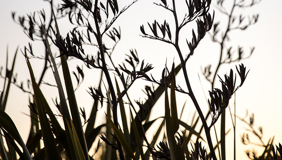 branches of trees